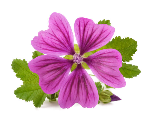 istock Mallow plant with flower 859289310