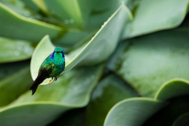 istock Green violetear hummingbird, Colibri thalassinus 859292258