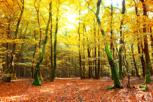istock Autumn German forest with sun beam 859292812