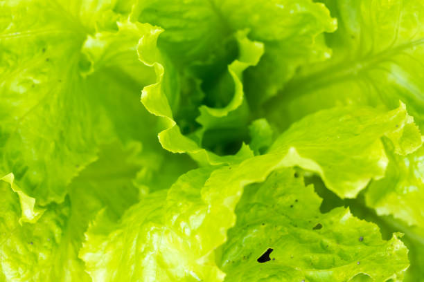 Detail of leaf of green salad. Macro photography of fresh green vegetable. Detail of leaf of green salad. Macro photography of fresh green vegetable. salad fruit lettuce spring stock pictures, royalty-free photos & images