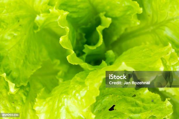 Detail Of Leaf Of Green Salad Macro Photography Of Fresh Green Vegetable Stock Photo - Download Image Now