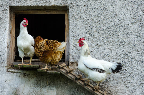 istock Some hens leaving coop and climb down the ladder 859293360