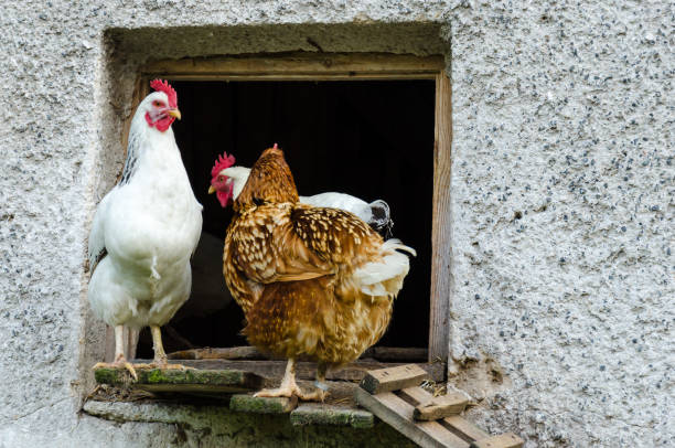 istock Some hens leaving coop and climb down the ladder 859293372
