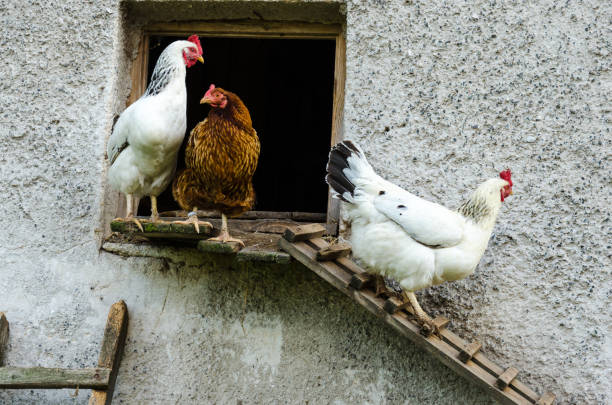 istock Some hens leaving coop and climb down the ladder 859293374