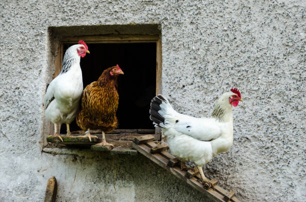 istock Some hens leaving coop and climb down the ladder 859293388