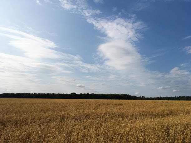istock bright blue sky with clouds, green grass and yellow ears in the foreground 859293950