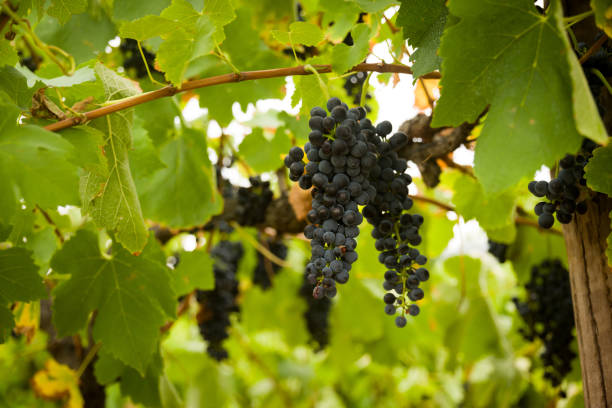 czarne winogrona winne - vineyard hunter valley australia vine zdjęcia i obrazy z banku zdjęć