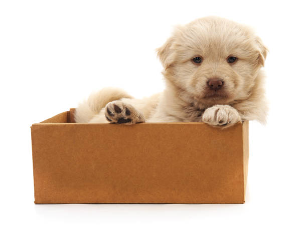istock White puppy in a box. 859299444