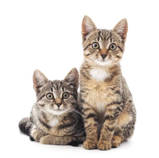 Two little kittens. Two little kittens isolated on white background. two animals stock pictures, royalty-free photos & images