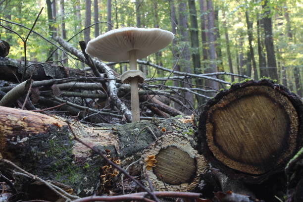 parasol mushroom – Foto