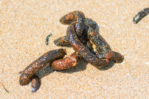 rusty chain at beach