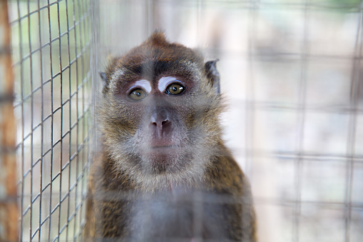 A caged macaque lookes at camera