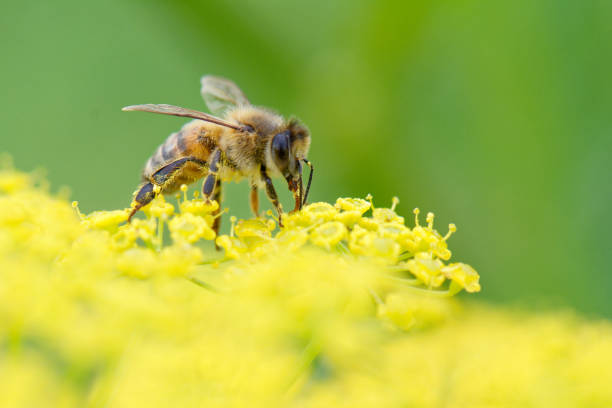 istock Honey bee on parsnip angle view with tongue 859304364