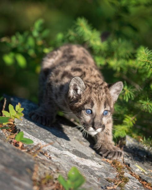 istock Mountain lion cub in forest 859308226