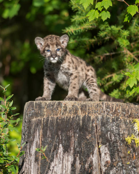 istock Mountain lion cub on tree stump in forest 859308230