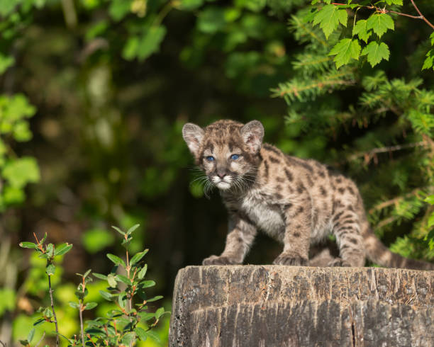 istock Mountain lion cub on tree stump in forest 859308234