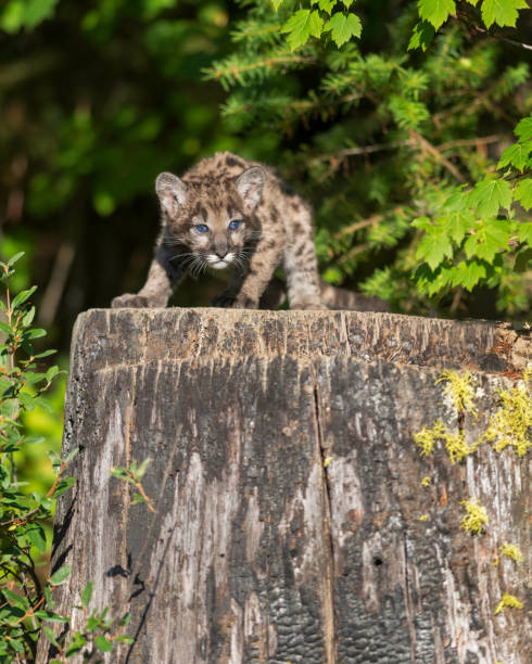 istock Mountain lion cub on tree stump in forest 859308238