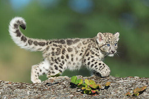 Gatito de Snow leopard photo