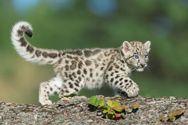 gatito de snow leopard - cachorro animal salvaje fotografías e imágenes de stock