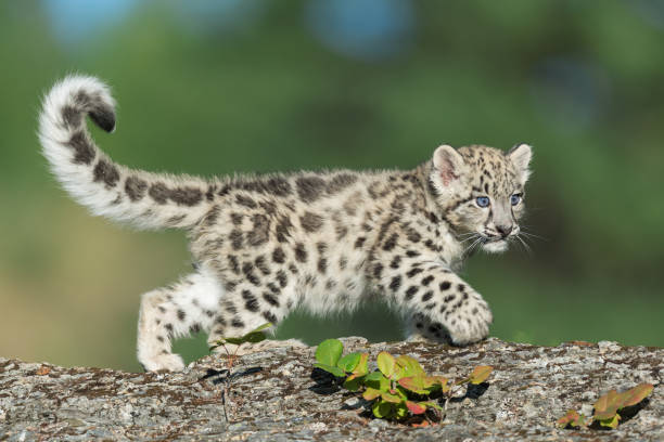 Snow leopard kitten Snow Leopard kitten with extended large tail walking on rocky surface in the forest ounce stock pictures, royalty-free photos & images