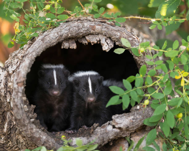 Two skunks looking out from tree stump - fotografia de stock
