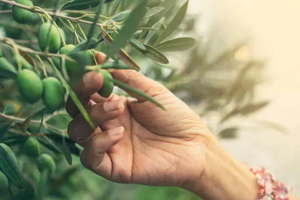 A person picking a green olive from a tree in Andalusia.