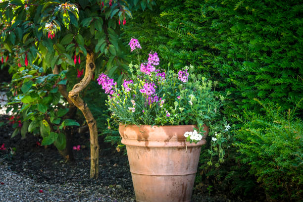 istock Flowers in a pot with violet flowers 859311430