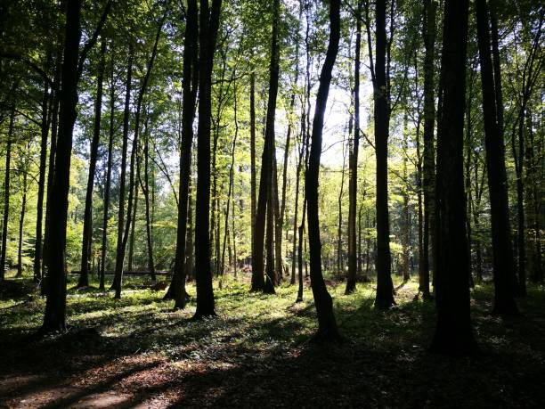 istock Shady deciduous stand in autumnal midday 859314322