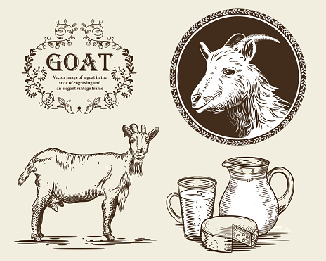 Vector image of a goat, a jug of goat milk and goat cheese. A set of agricultural illustrations in the style of engraving