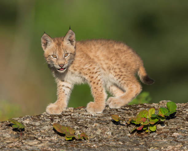 Cute Siberian lynx kitten