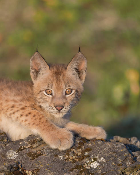 istock Cute Siberian lynx kitten 859315138