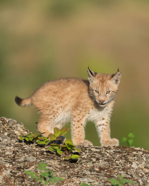 istock Cute Siberian lynx kitten 859315166
