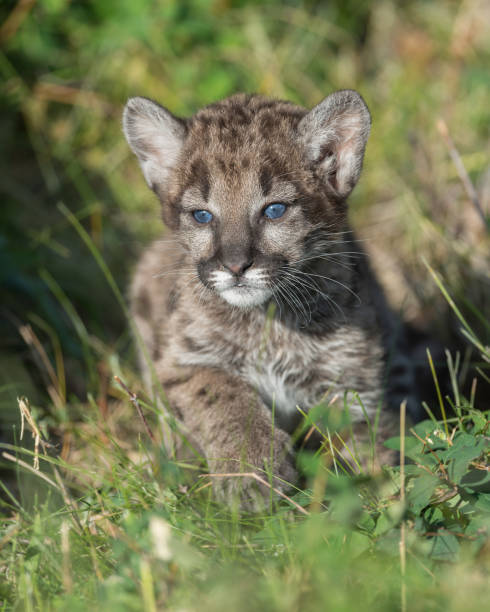 istock Single female mountain lion cub 859315198