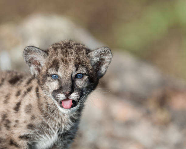 istock Cute mountain lion cub portrait 859315208