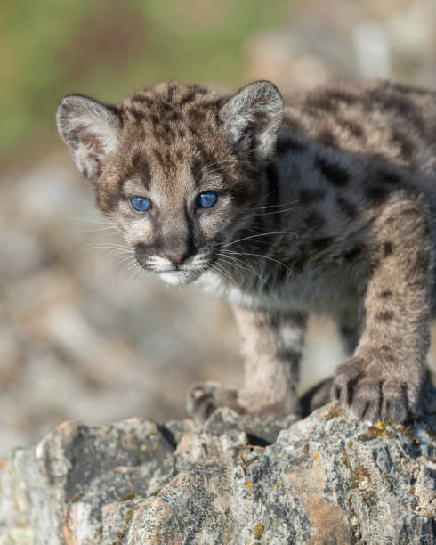 istock Cute mountain lion cub 859315238