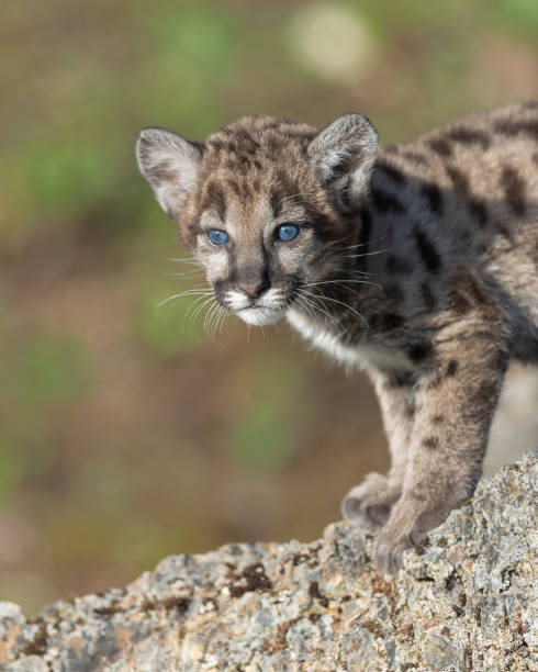 istock Cute mountain lion cub on rocky ledge 859315258