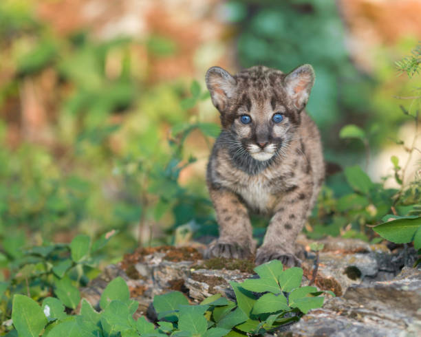istock Cute mountain lion cub in forest 859315264