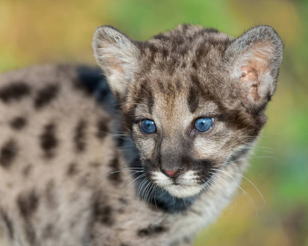 istock Mountain lion cub portrait with golden background light 859315318