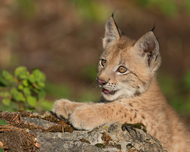 istock Cute Siberian lynx kitten 859315358