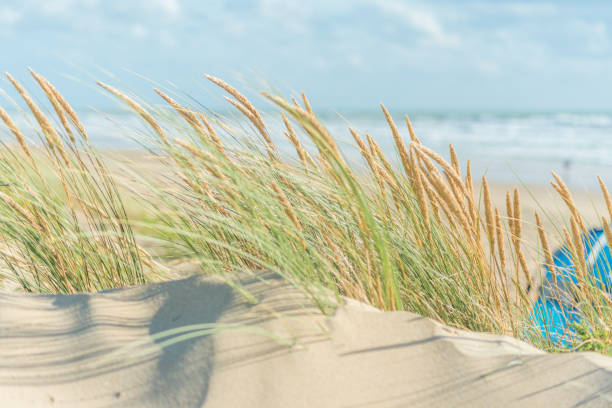 Lyme grass at the Baltic Sea cost on the peninsula Fischland-Darß-Zingst (Mecklenburg-Vorpommern, Germany).