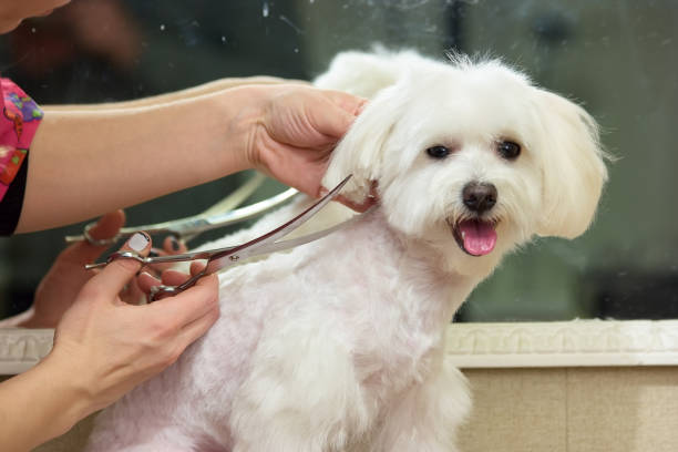 istock Hands of dog groomer, scissors. 859318442