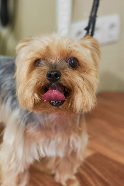 istock Face of york terrier macro. 859321248