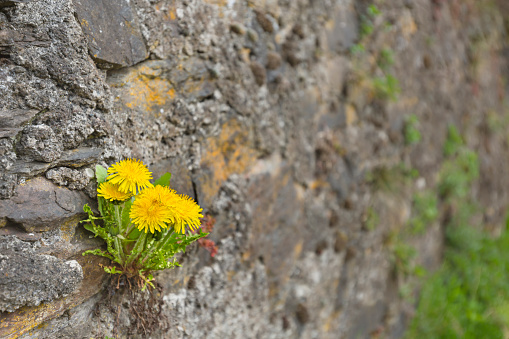 Dandelions growing in a medieval rock wall of the castle Manderscheid in the Eifel, Germany.