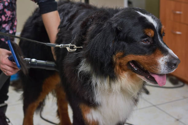 istock Bernese mountain dog, pet salon. 859321494