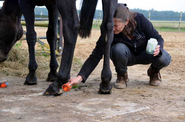istock Grooming her horse 859322900