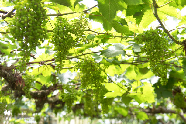 istock Grapes on the vine in a greenhouse. 859325894
