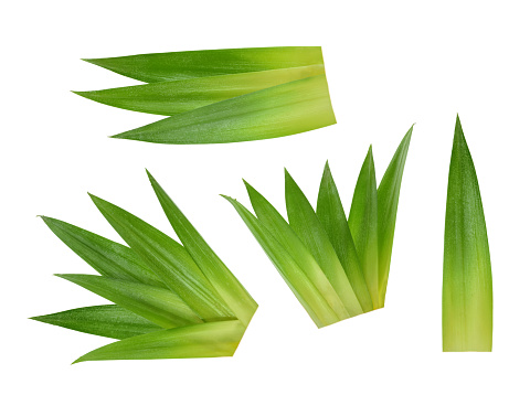 Pineapple leaves isolated without shadow