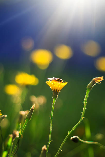 Bavaria, Germany. Macrophotography of a Bee at a Wild flower meadow.