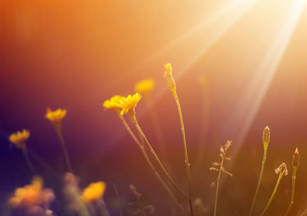 istock delicate flower yellow dandelion growing in the sunlight on a summer meadow 859329014