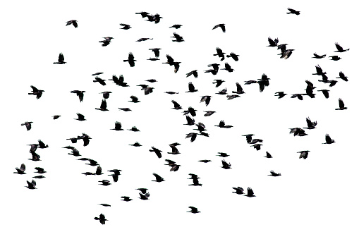 a flock of black crows flying wings spread on a white isolated background